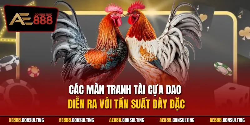 Các màn tranh tài cựa dao diễn ra với tần suất dày đặc